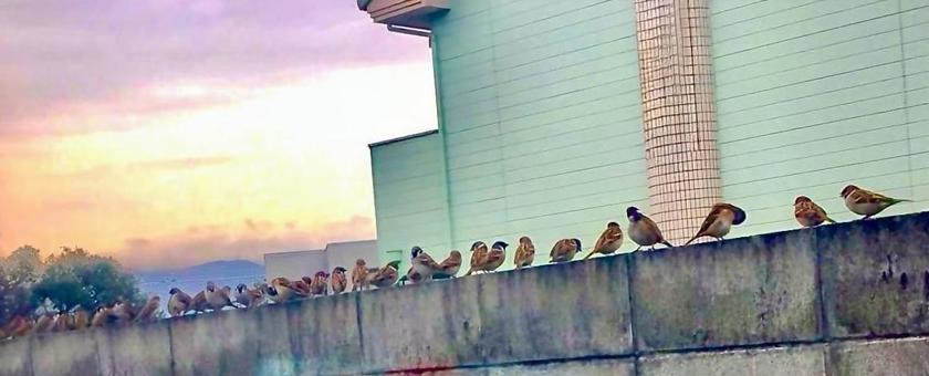 すずめ すずめ,雀,夕暮れの写真素材