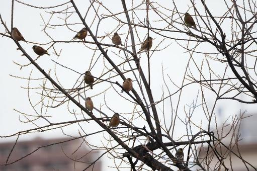 カワラヒワ⒀ カワラヒワ⒀の写真