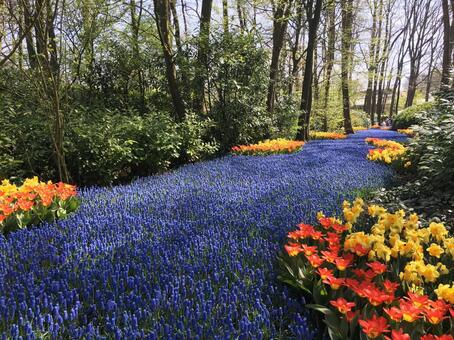 オランダ キューケンホフ公園 満開の花 花,春,オランダの写真素材