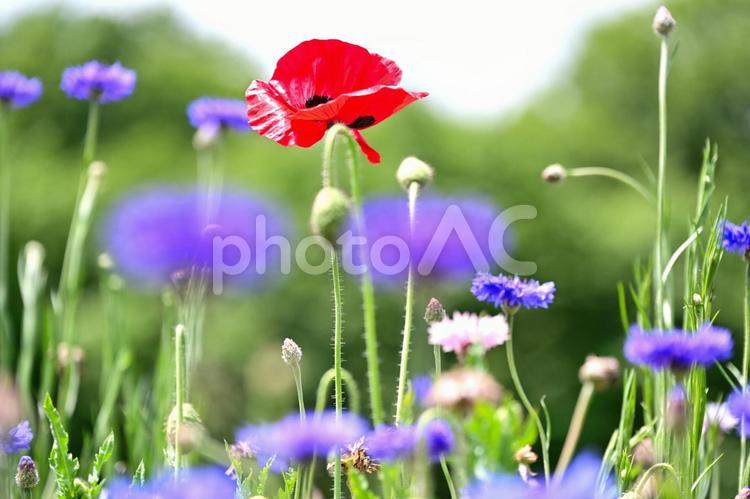 可憐な花畑（栃木壬生） 花,花畑,ポピ－の写真素材