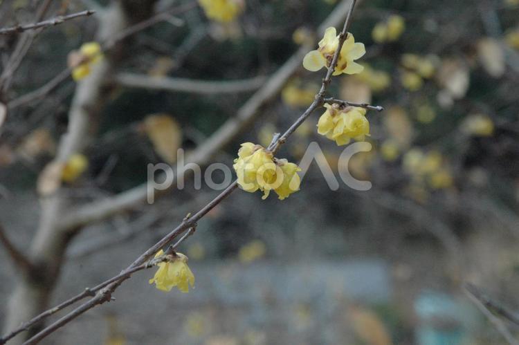 大寒前の神奈川県厚木市飯山のロウバイ ローバイの丘,蝋梅,黄色い花の写真素材