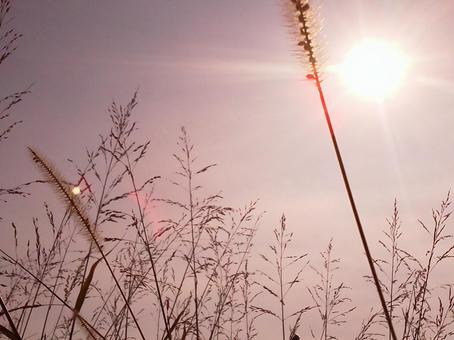 冬の草と太陽 冬の草と太陽の写真