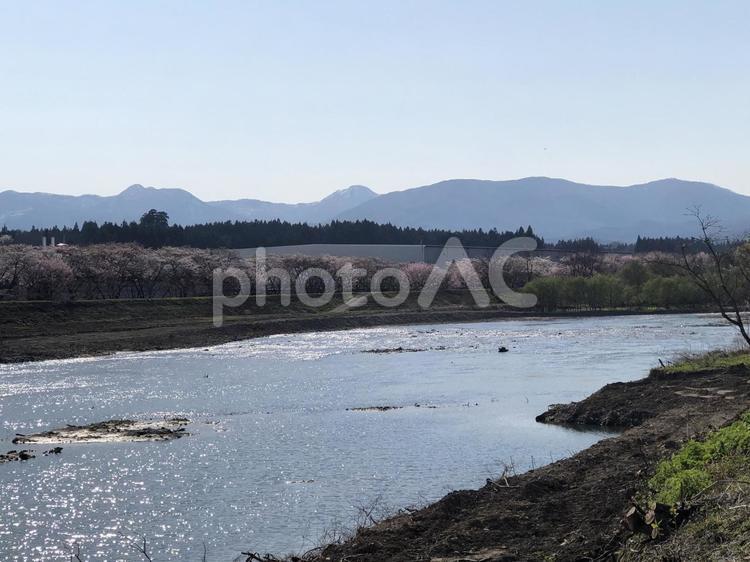 桜並木と美しく輝く川の風景 桜,桜並木,満開の写真素材