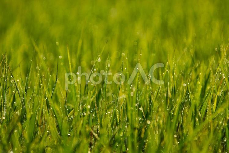 雨上がりの田んぼ 田んぼ,稲,雨上がりの写真素材