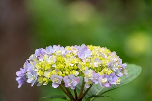 淡いパステルの紫陽花 淡いパステルの紫陽花の写真