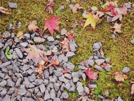 紅葉と苔 紅葉と苔の写真