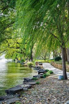 杭州・西湖 蘇堤 西湖,蘇堤,杭州の写真素材