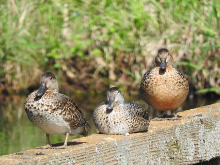 カルガモ カルガモ,清瀬金山緑地調整池,バードウォッチングの写真素材