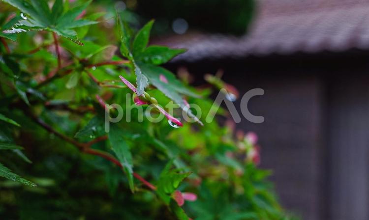 雨粒がついているイロハモミジの実 イロハモミジ,イロハモミジの実,雨粒の写真素材