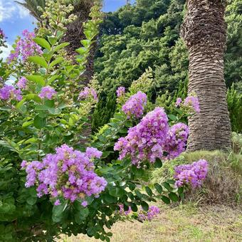 花★サルスベリ ピンク 花★サルスベリ ピンク サルスベリ,ピンク,フラワーの写真素材