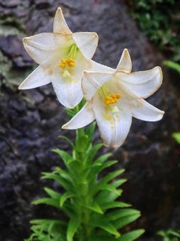 ゆりフェスタ ゆりフェスタの写真