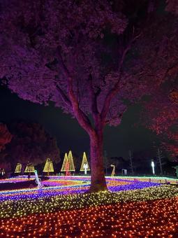 ライトアップされた公園 木曽三川公園センター,ライトアップ,夜景の写真素材