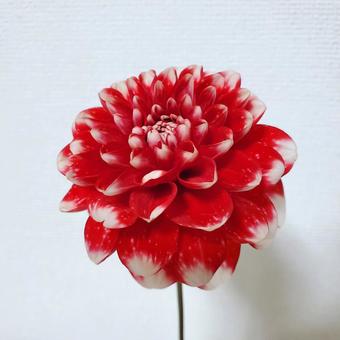 ダリア(福寿) ダリア(福寿)の写真