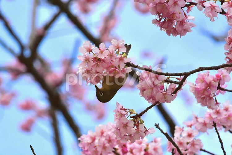 メジロと桜 桜,メジロ,春の写真素材