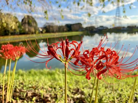 彼岸花3 彼岸花3の写真