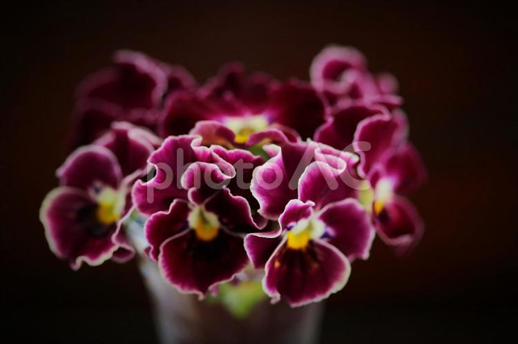 黒背景の美しい花 花,お花,パンジーの写真素材