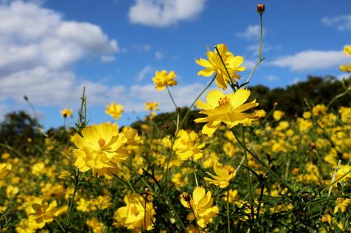 コスモス３６ コスモス,秋,かわいいの写真素材