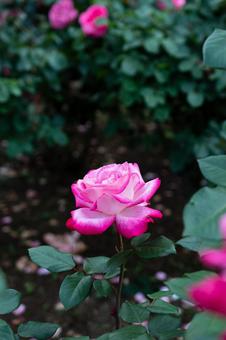 公園のバラ 公園のバラ バラ,花,植物の写真素材