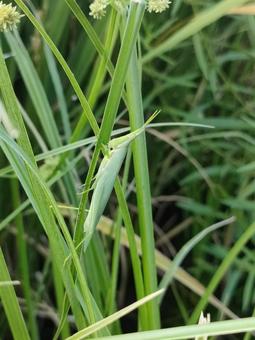 Short-horned grasshopper, JPG