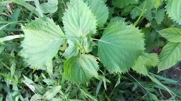 青じそ(大葉)が生えてきました 青じそ(大葉)が生えてきましたの写真