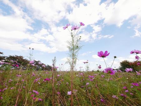 秋空とコスモス畑 秋空とコスモス畑 コスモス,コスモス畑,秋の写真素材
