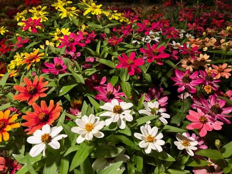 色とりどりの百日草 色とりどりの百日草 ジニア,百日草,花の写真素材