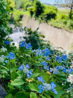 あじさいの写真