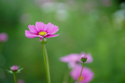 馬見丘陵のコスモス 風景,自然,秋の写真素材