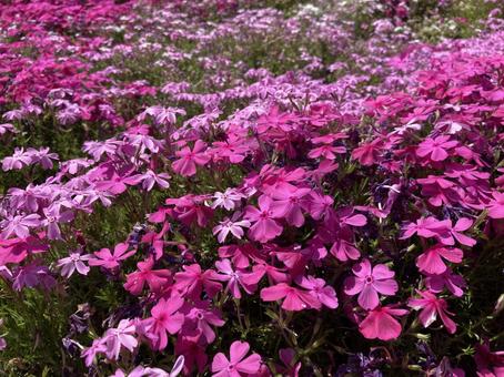 芝桜 芝桜の写真