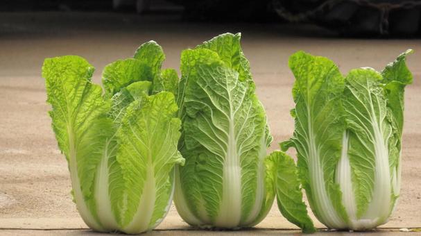 白菜 白菜,野菜,葉物の写真素材