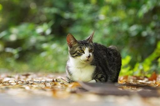 猫の顔 猫の顔の写真