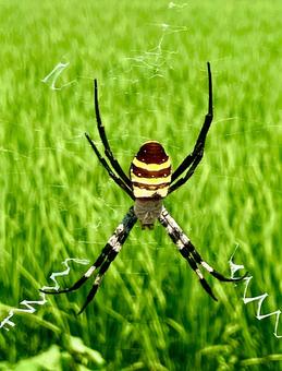 Photo, spider, koganegumo, spider's web, 