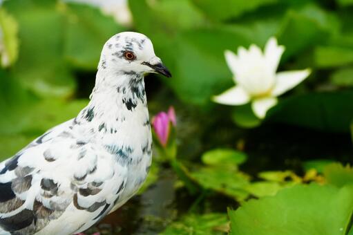 鳩と蓮 鳩,白,蓮の写真素材