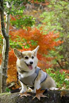 コーギー　紅葉 コーギー,紅葉,もみじの写真素材
