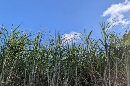 さとうきび畑 空 さとうきび畑 空 さとうきび畑,空,自然の写真素材