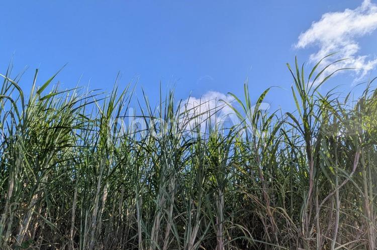 さとうきび畑　空 さとうきび畑,空,自然の写真素材