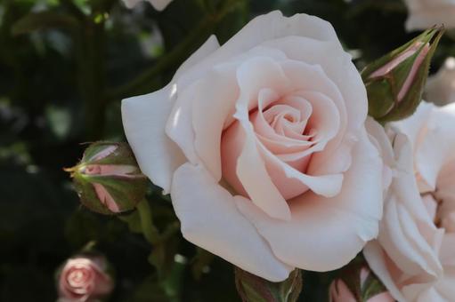 バラ園にてピンクの薔薇を撮影した写真 バラ園にてピンクの薔薇を撮影した写真 花,薔薇,自然の写真素材