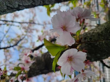 桜 桜の写真
