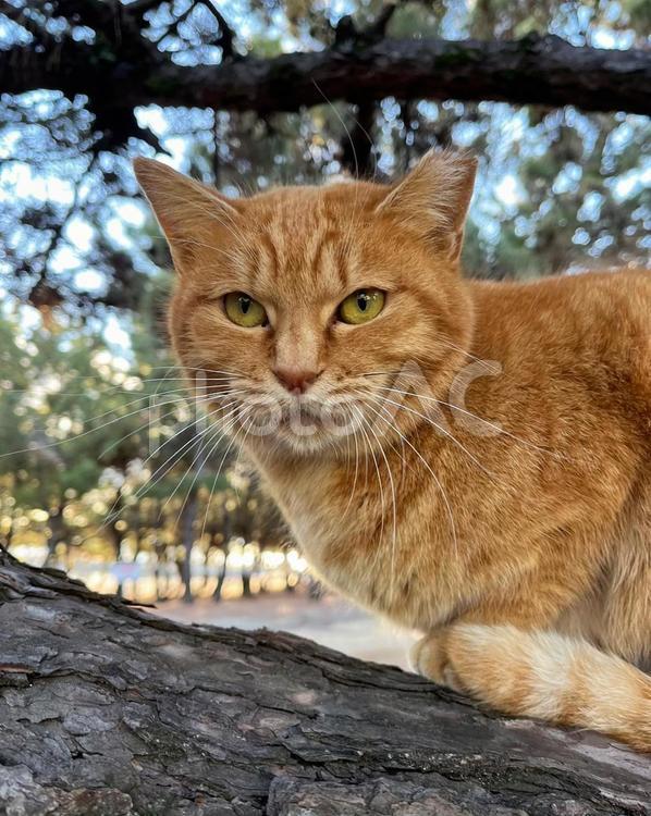 木の上　猫 猫,冬,茶トラの写真素材