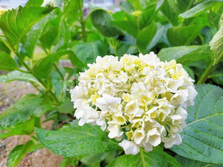 雨上がりの白い紫陽花の花 アジサイ,紫陽花,雨の写真素材