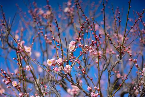 青空に咲き誇る梅の花 梅,梅の花,花の写真素材
