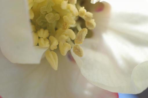 Japanese quince flower, JPG Japanese quince flower, JPG