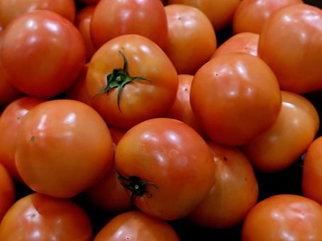 とまと トマト,野菜,サラダの写真素材