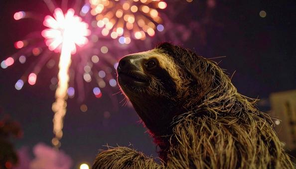 花火を見上げるナマケモノ 花火を見上げるナマケモノの写真