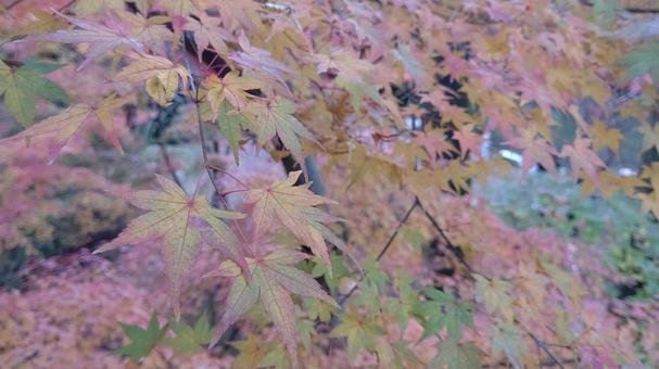 紅葉 紅葉の写真