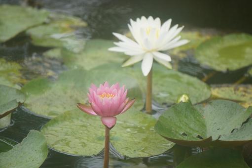 Water Lily, JPG Water Lily, JPG