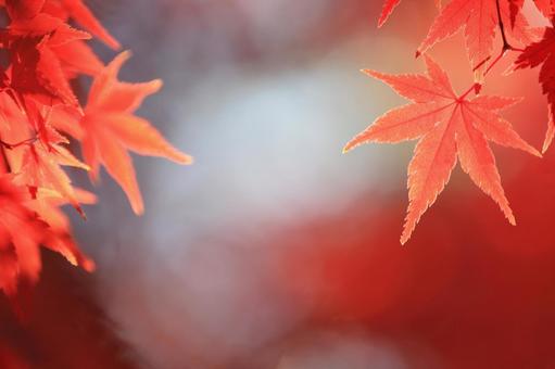 色づく紅葉 色づく紅葉 もみじ,秋,紅葉の写真素材