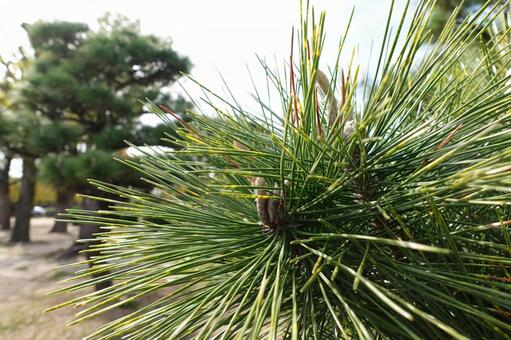 松の木_02 松,松の木,針葉樹の写真素材