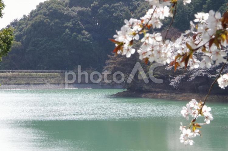 桜と池 桜,さくら,サクラの写真素材