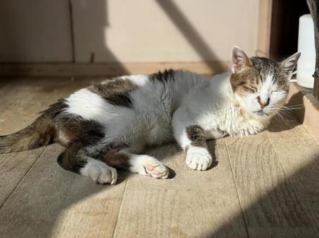 老猫のお昼寝 老猫のお昼寝の写真